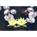 NYMPHAEA 'Pygmaea Helvola', n&eacute;nuphar nain, petit bassin - Le Jardin d'eau