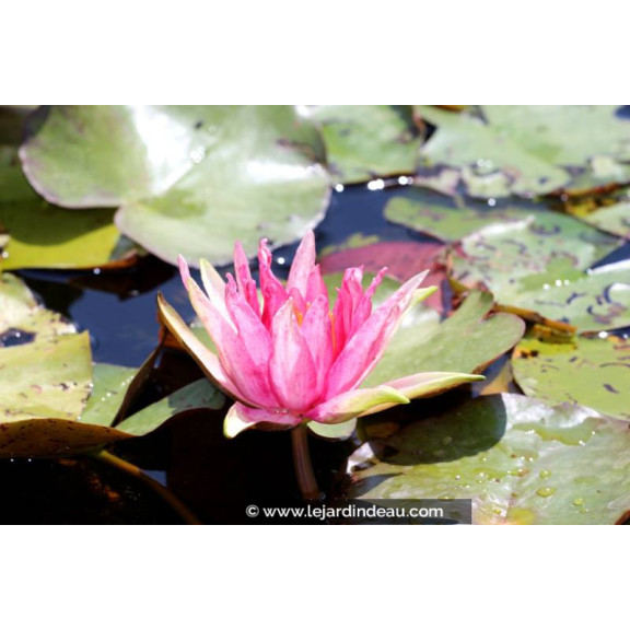 NYMPHAEA 'Red Spider' - &Eacute;t&eacute;