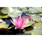 NYMPHAEA 'Red Spider' - Été NYMPHAEA 'Red Spider' - Été