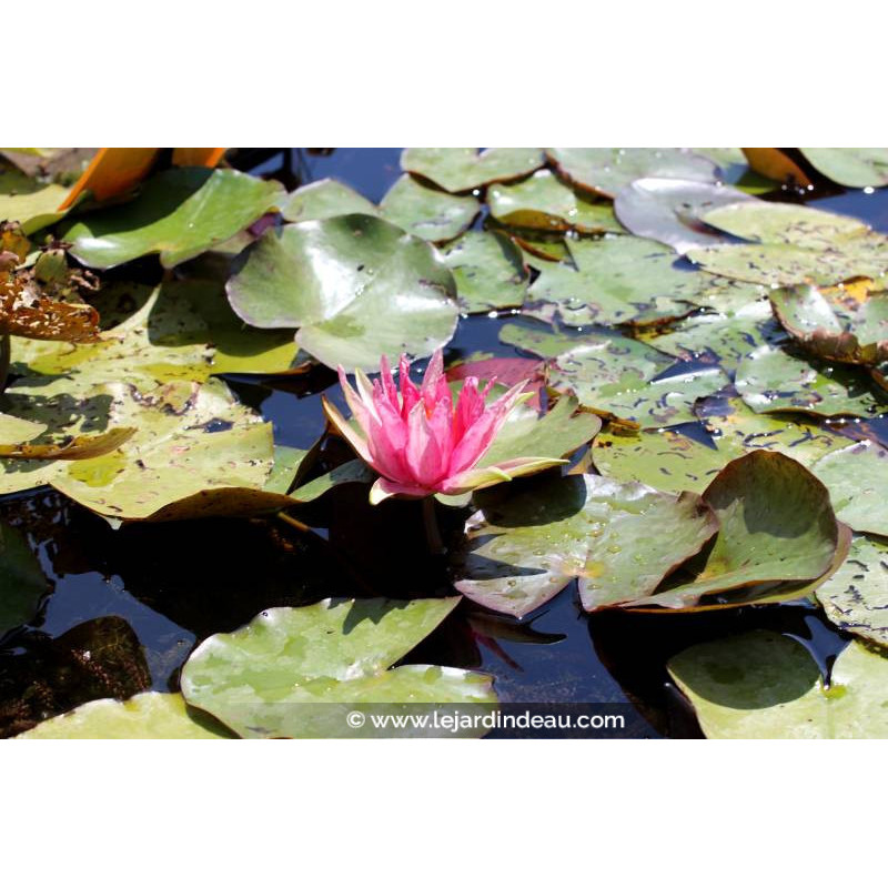 NYMPHAEA 'Red Spider' - Été NYMPHAEA 'Red Spider' - Été