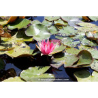 NYMPHAEA 'Red Spider' - Été NYMPHAEA 'Red Spider' - Été