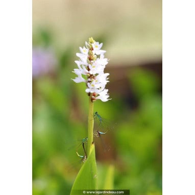 PONTEDERIA cordata \'Alba\' - Pontederie blanche /  White Pickerel Weed