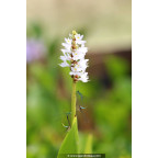 PONTEDERIA cordata 'Alba' - Été PONTEDERIA cordata 'Alba' - Été