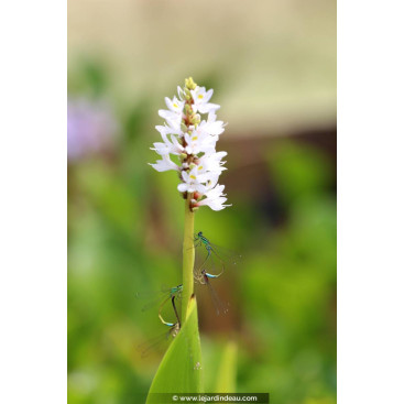 PONTEDERIA cordata \'Alba\'