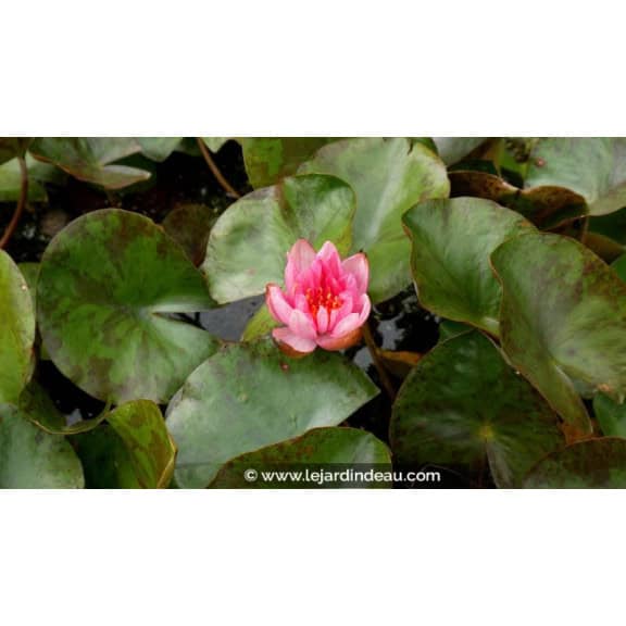NYMPHAEA 'Berit Strawn' - &Eacute;t&eacute;
