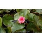 NYMPHAEA 'Berit Strawn' - Été NYMPHAEA 'Berit Strawn' - Été