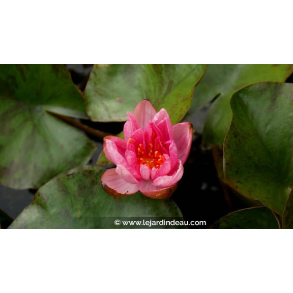 NYMPHAEA 'Berit Strawn' - &Eacute;t&eacute;
