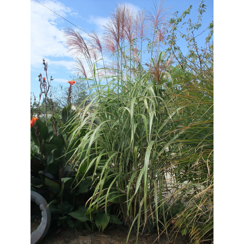 MISCANTHUS sinensis var. condensatus 'Cosmopolitan'