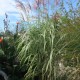 MISCANTHUS sinensis var. condensatus 'Cosmopolitan'