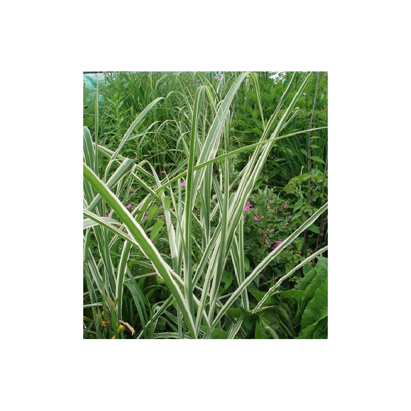 MISCANTHUS sinensis var. condensatus 'Cosmopolitan'