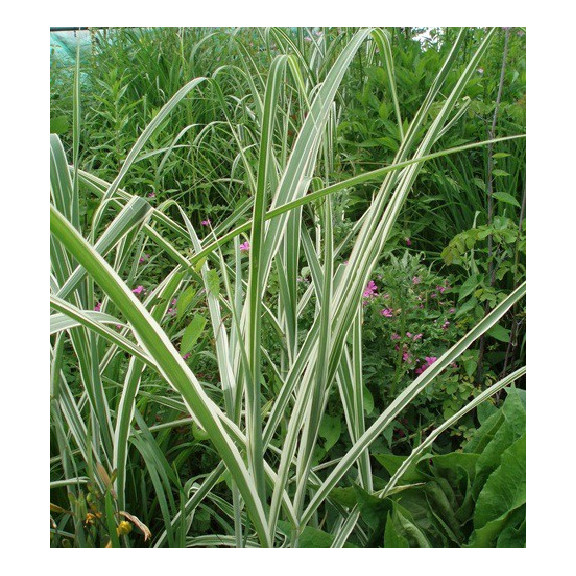 MISCANTHUS sinensis var. condensatus 'Cosmopolitan'