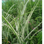 MISCANTHUS sinensis var. condensatus 'Cosmopolitan'