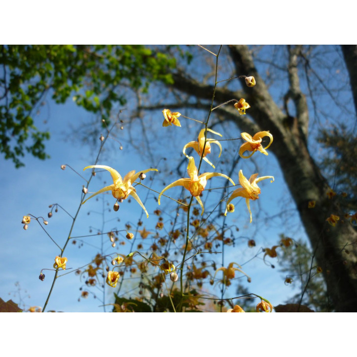 EPIMEDIUM 'Amber Queen'