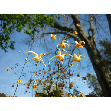 EPIMEDIUM \'Amber Queen\'