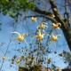 EPIMEDIUM 'Amber Queen'