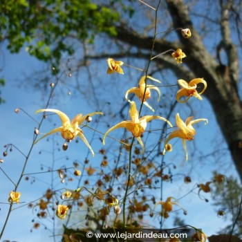 EPIMEDIUM &#039;Amber Queen&#039;