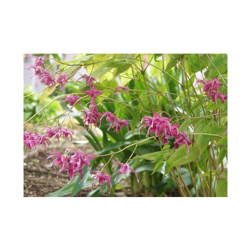 EPIMEDIUM grandiflorum 'Red Beauty'