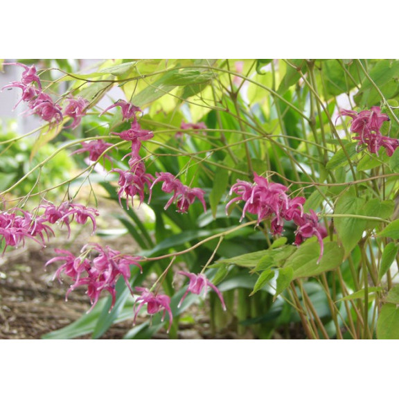 EPIMEDIUM grandiflorum 'Red Beauty'