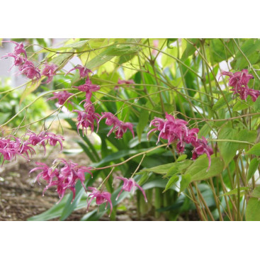 EPIMEDIUM grandiflorum \'Red Beauty\'