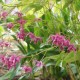 EPIMEDIUM grandiflorum 'Red Beauty'