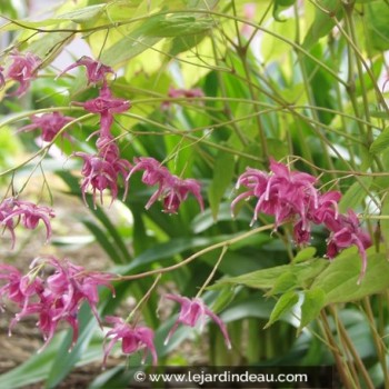 EPIMEDIUM grandiflorum &#039;Red Beauty&#039;