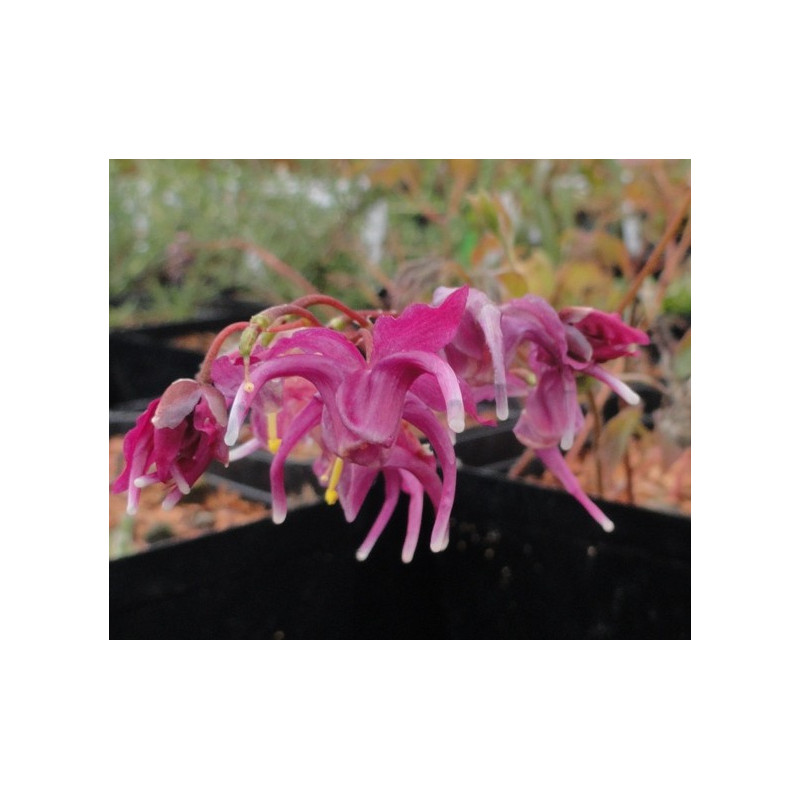 EPIMEDIUM grandiflorum 'Red Beauty'