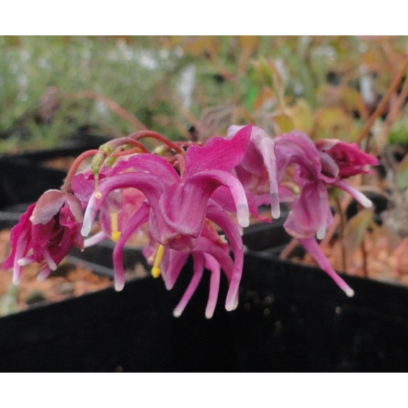 EPIMEDIUM grandiflorum 'Red Beauty'