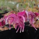 EPIMEDIUM grandiflorum 'Red Beauty'