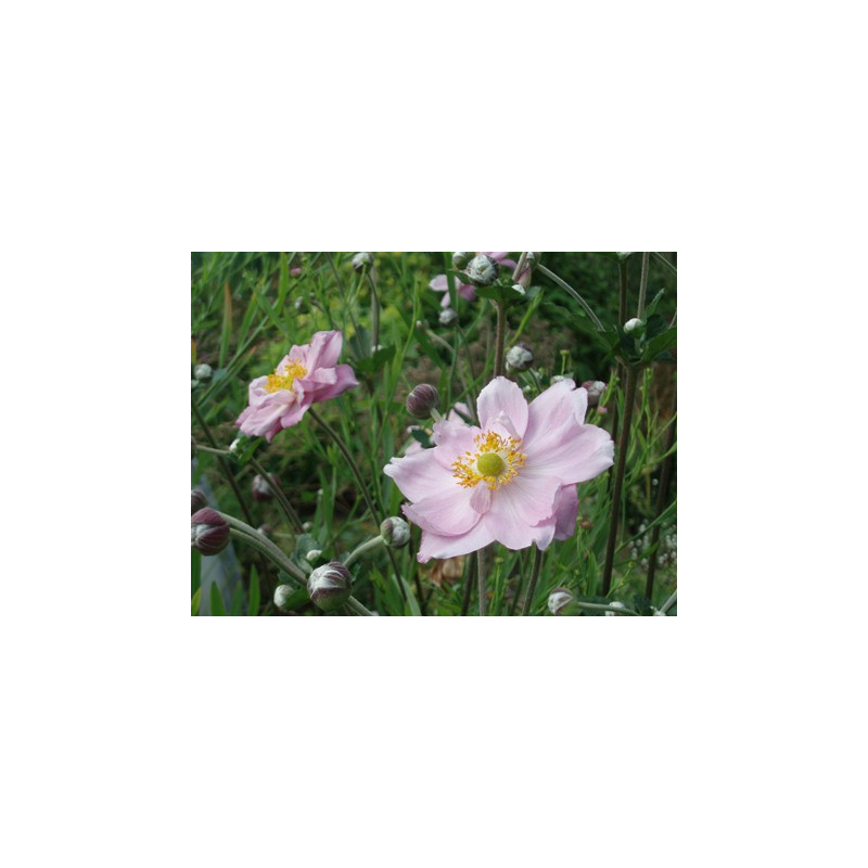 ANEMONE hybrida 'Königin Charlotte' ANEMONE hybrida 'Königin Charlotte'
