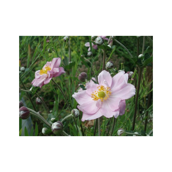 ANEMONE hybrida 'K&ouml;nigin Charlotte'