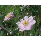 ANEMONE hybrida 'Königin Charlotte' ANEMONE hybrida 'Königin Charlotte'