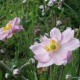 ANEMONE hybrida 'Königin Charlotte'