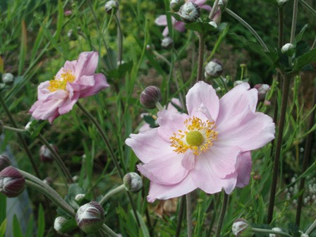 ANEMONE hybrida 'Königin Charlotte', Anémone du Japon -Le Jardin d'eau