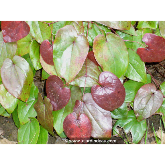 EPIMEDIUM 'Black Sea'