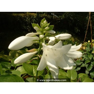 HOSTA plantaginea \'Aphrodite\'