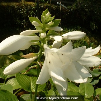 HOSTA plantaginea &#039;Aphrodite&#039;