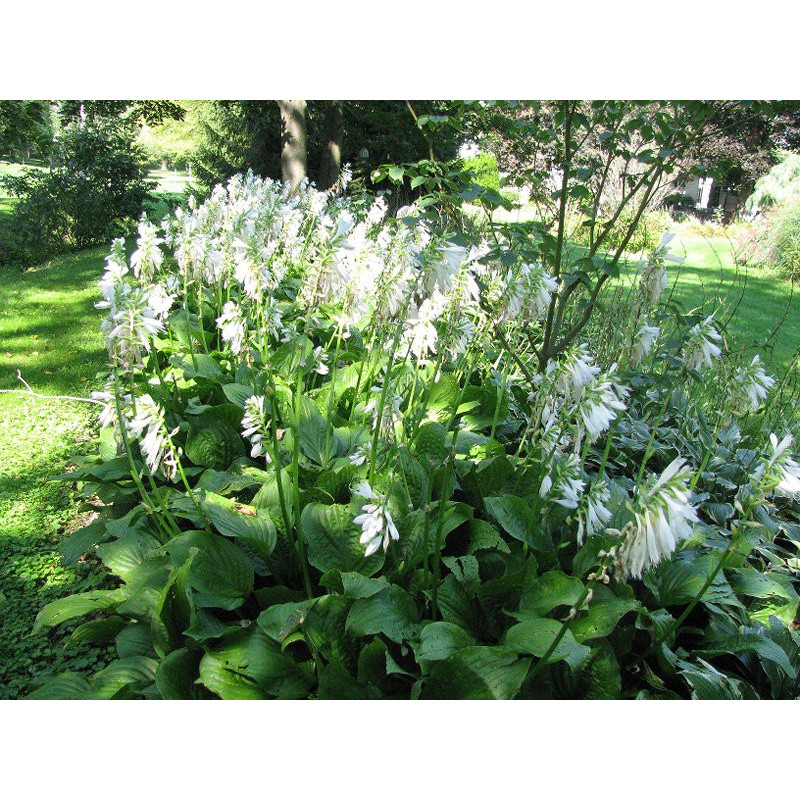 HOSTA 'Royal Standard'