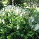 HOSTA 'Royal Standard'