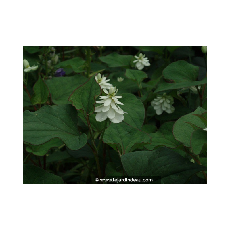 HOUTTUYNIA cordata 'Flore Pleno'