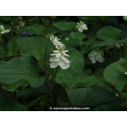 HOUTTUYNIA cordata 'Flore Pleno'