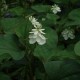 HOUTTUYNIA cordata 'Flore Pleno'