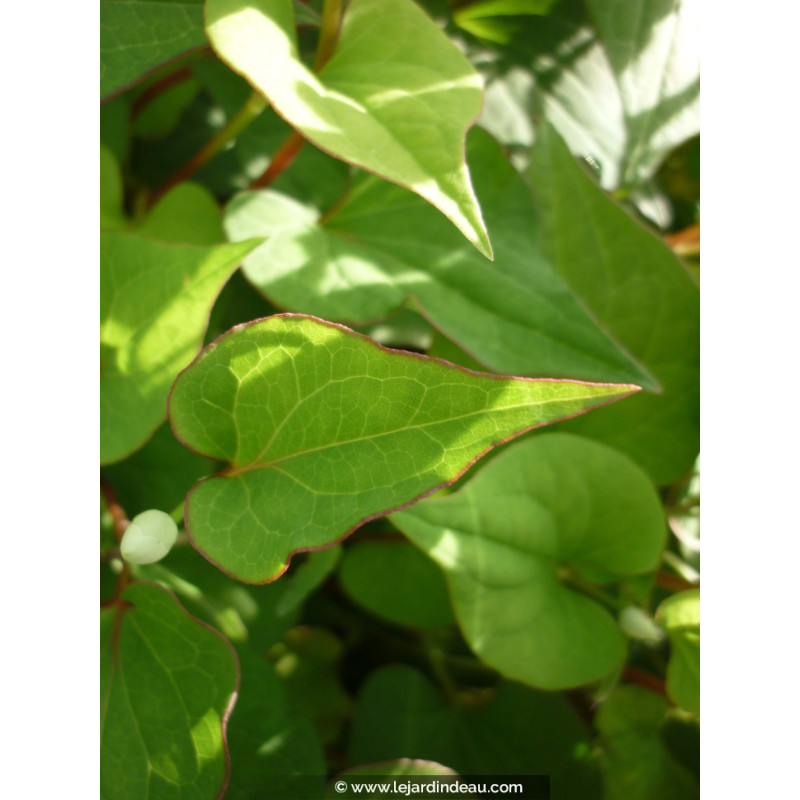 HOUTTUYNIA cordata 'Flore Pleno'