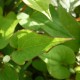 HOUTTUYNIA cordata 'Flore Pleno'