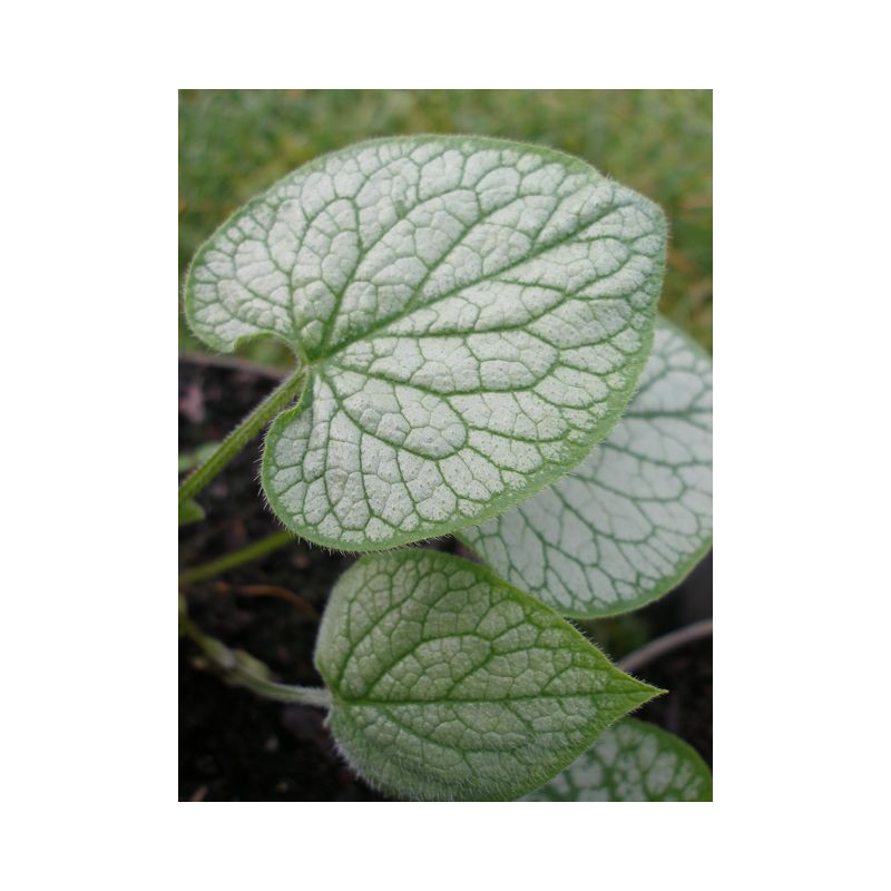 BRUNNERA macrophylla 'Looking Glass'