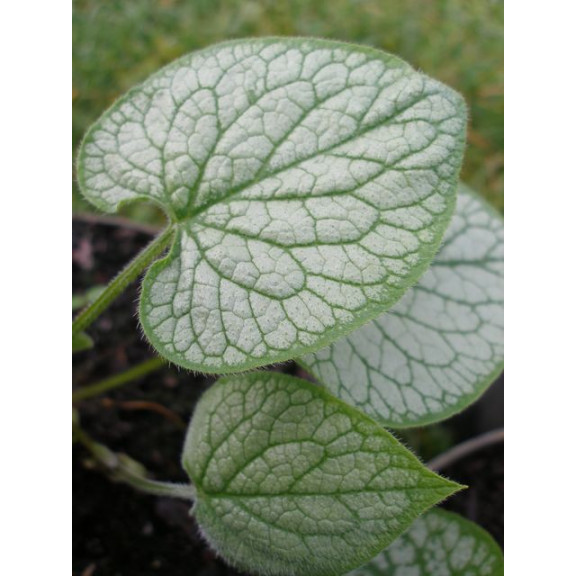 BRUNNERA macrophylla 'Looking Glass'