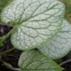 BRUNNERA macrophylla 'Looking Glass'