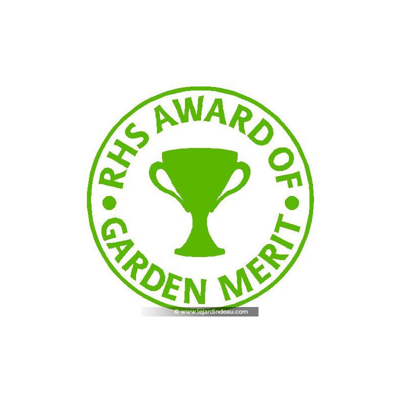 BRUNNERA macrophylla 'Jack Frost' ® BRUNNERA macrophylla 'Jack Frost' ®