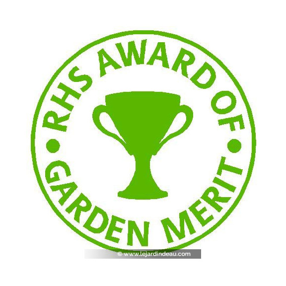 BRUNNERA macrophylla 'Jack Frost' &reg;