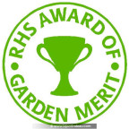 BRUNNERA macrophylla 'Jack Frost' ® BRUNNERA macrophylla 'Jack Frost' ®