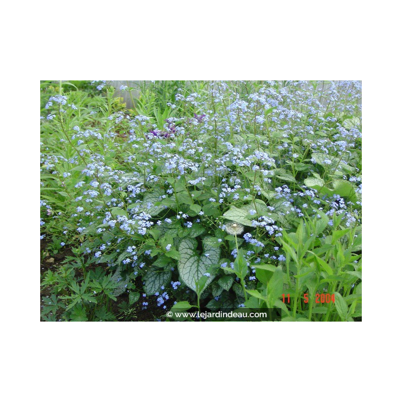 BRUNNERA macrophylla 'Jack Frost' ® BRUNNERA macrophylla 'Jack Frost' ®